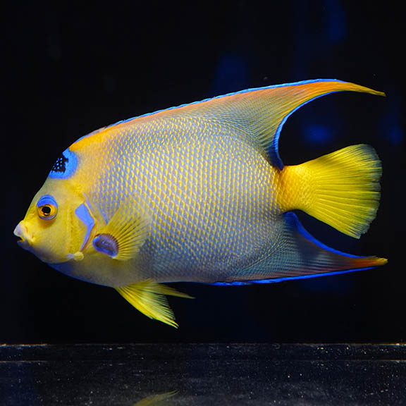 Queen Angelfish 6.5" WYSIWYG