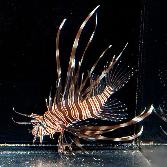 Volitan Lionfish 3.5" WYSIWYG