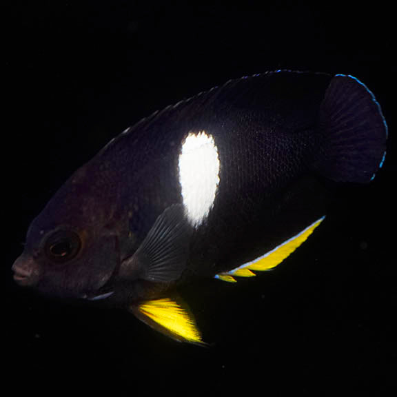 Keyhole Angelfish 2.75" WYSIWYG