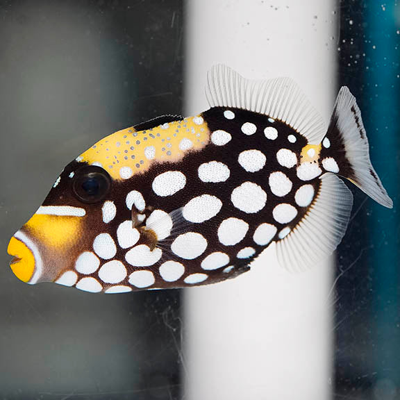 Clown Triggerfish 3" WYSIWYG