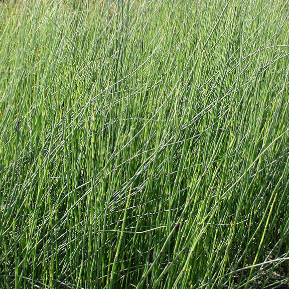 Horsetail Rush