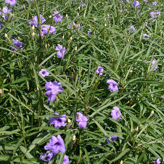 bluebell plants in pots Bluebell Bog Plant: Plants for Ponds & Water Gardens – LiveAquaria