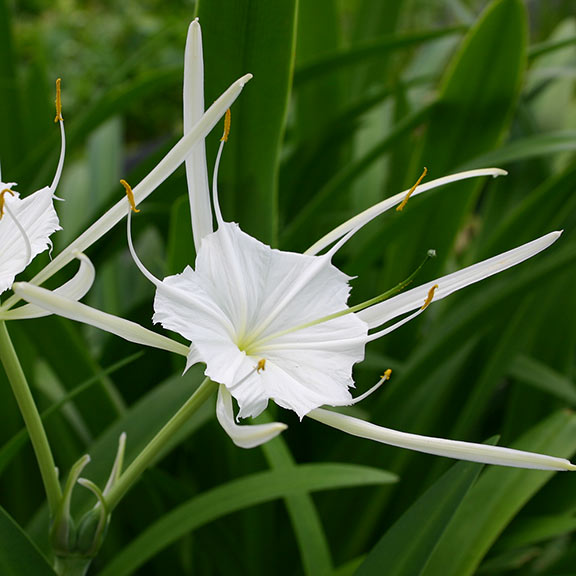 white spider lily plant Spider Lily Bog Plants: Plants for Ponds & Water Gardens – LiveAquaria