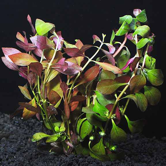 Ludwigia - Broad