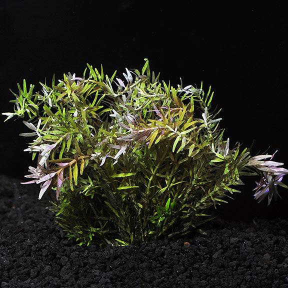 Rotala Indica: Aquatic Plants for your Freshwater Aquariums – LiveAquaria