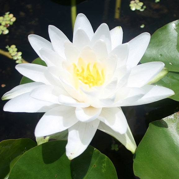 double white lily Perry's Double White – LiveAquaria
