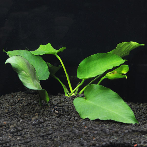 Anubias barteri: Aquatic Plants for your Freshwater Aquariums – LiveAquaria