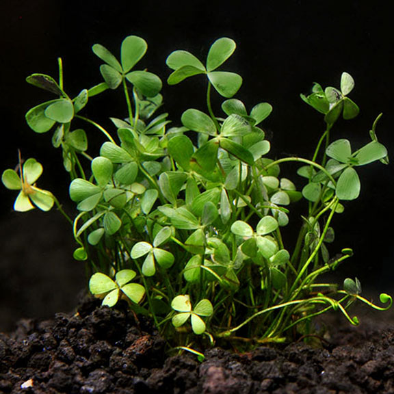 four leaf clover plant Four Leaf Clover: Aquatic Plants for your Freshwater Aquariums – LiveAquaria