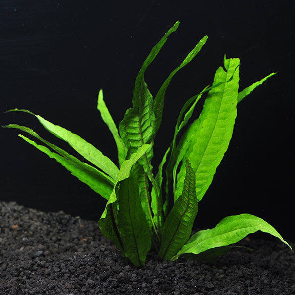 Java Fern Aquatic Plant: Aquatic Plants for Freshwater Aquariums –  LiveAquaria