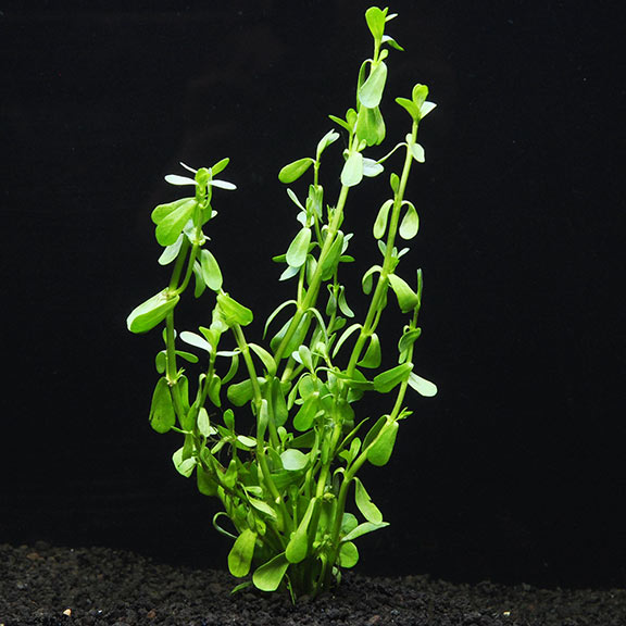 money wart plant Moneywort: Aquatic Plants for your Freshwater Aquariums – LiveAquaria