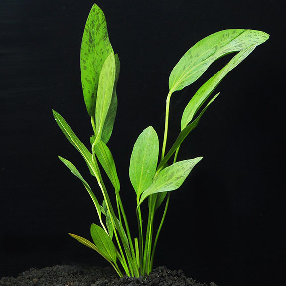 sword succulent Ozelot Sword: Aquatic Plants for your Freshwater Aquariums – LiveAquaria