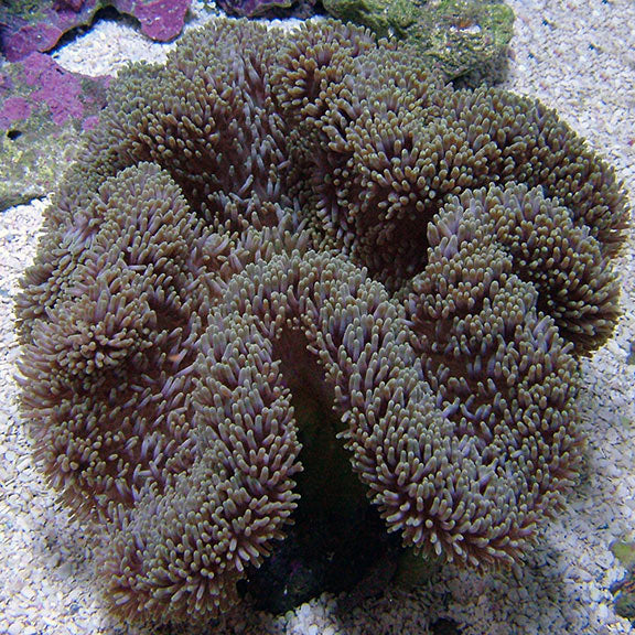 True Carpet Anemone EXPERT ONLY - Tan – LiveAquaria