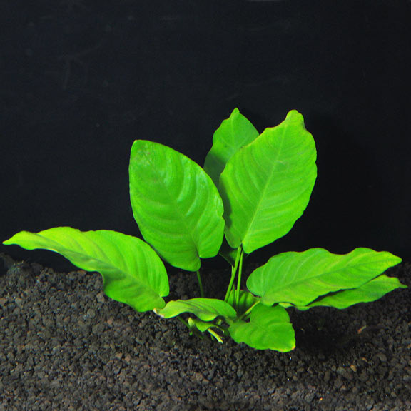 Anubias nana: Aquatic Plants for your Freshwater Aquariums – LiveAquaria