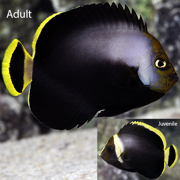 Black Velvet Angelfish