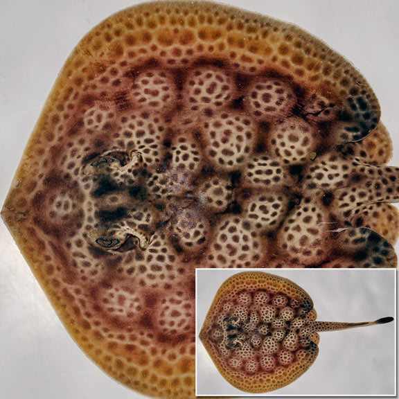 Round Stingray EXPERT ONLY