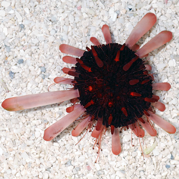Pencil Urchin, Red Slate