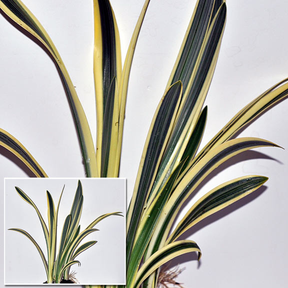 variegated spider lily plant Variegated Spider Lily – LiveAquaria
