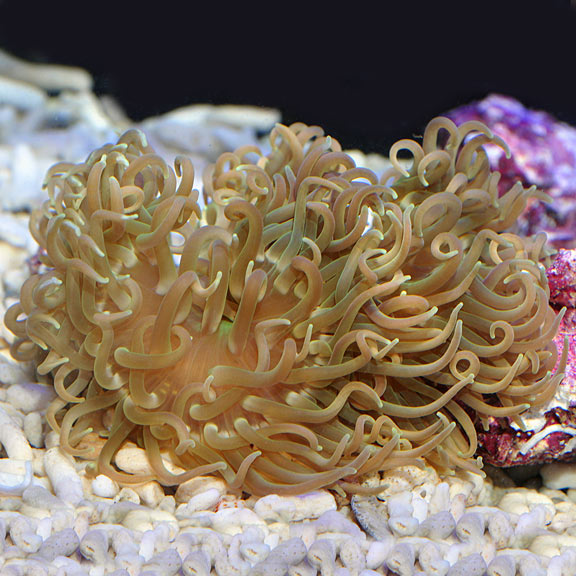 Long Tentacle Anemone: Saltwater Aquarium Anemones for Marine Reef