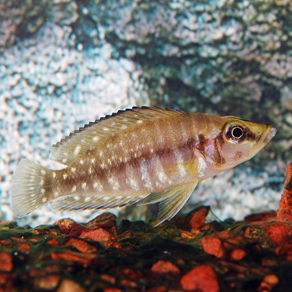 Calvus Cichlid Tanganyikan African Cichlid: Tropical Fish for