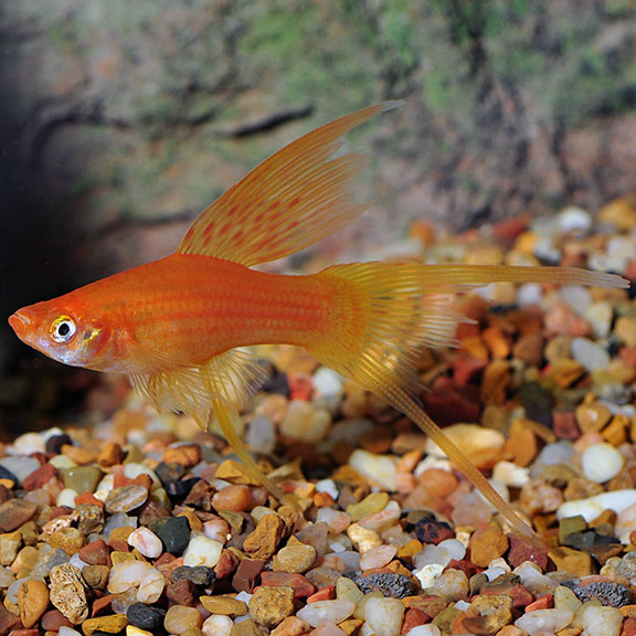 Hi Fin Lyretail Swordtail