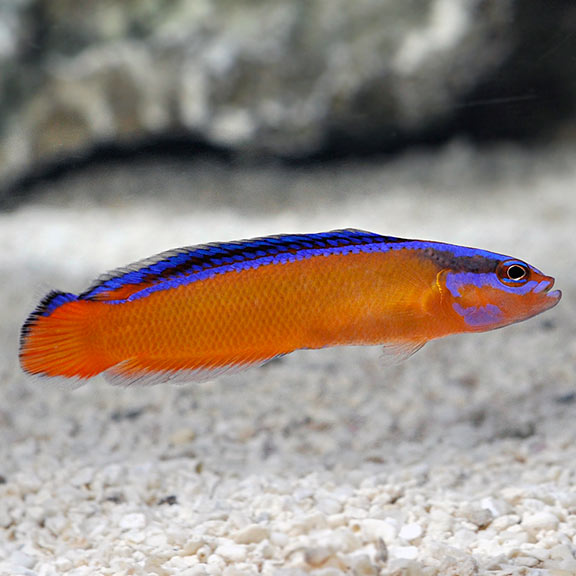 Neon Dottyback, Captive Bred