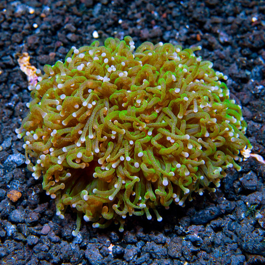Torch Coral