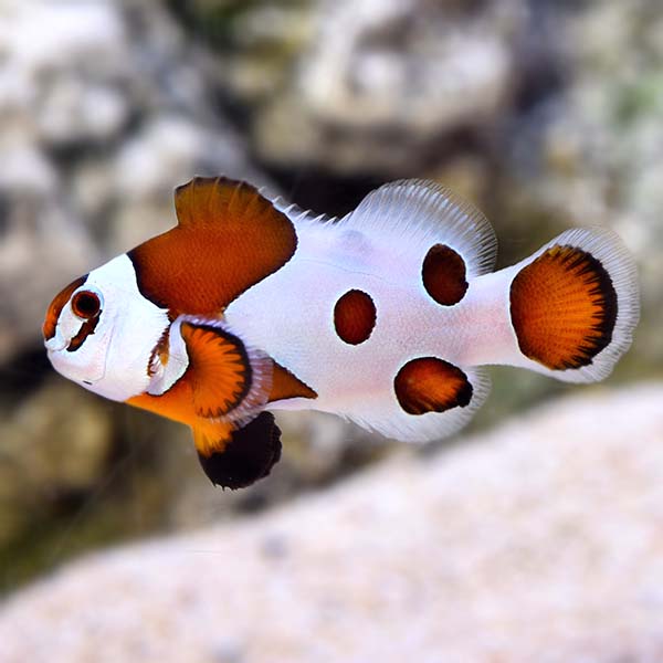 Proaquatix Mocha Storm Clownfish, Captive-Bred