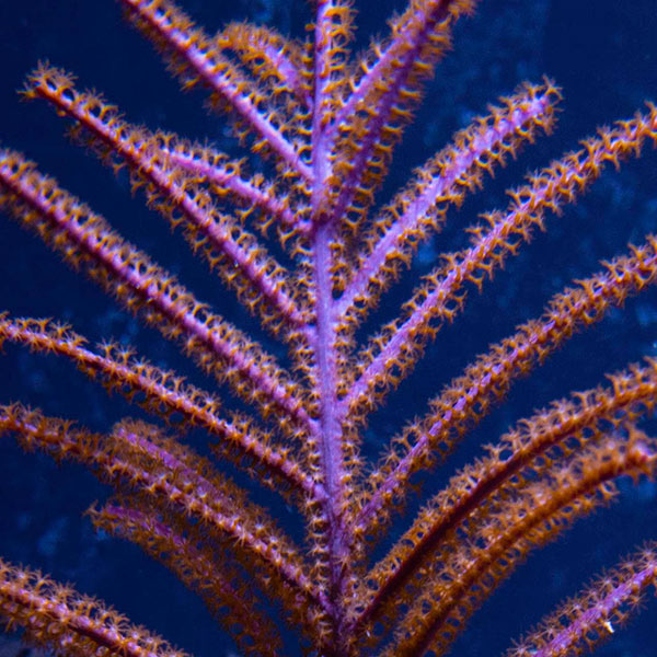 Assorted Maricultured Sea Fan 3 Pack