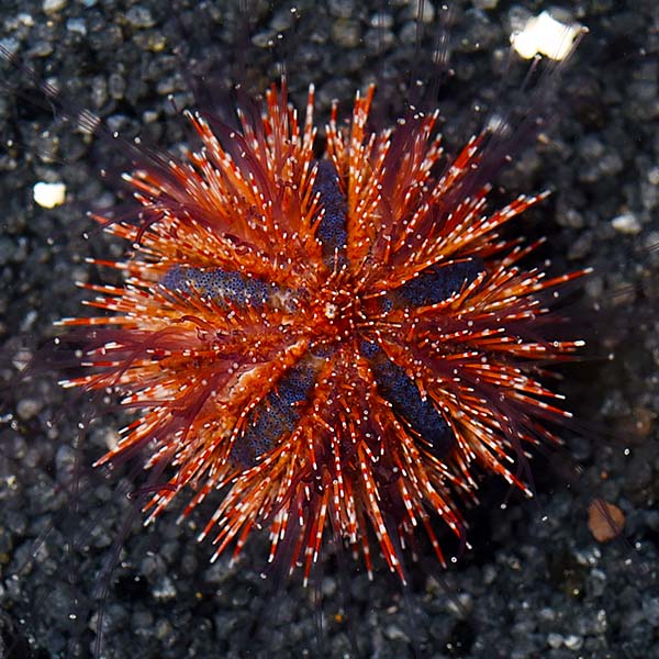 Aquacultured Red Tuxedo Urchin