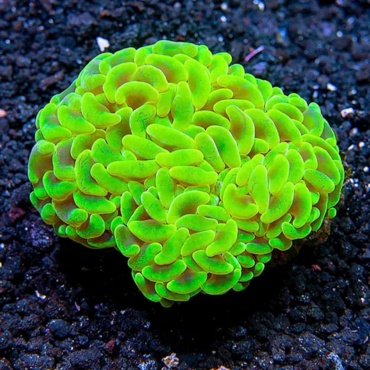 Hammer / Anchor Coral