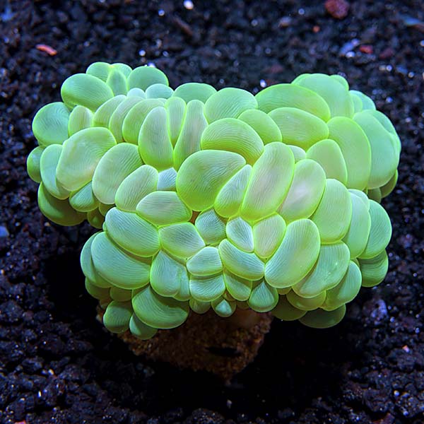 green bubble planten Bubble Coral, Green – LiveAquaria