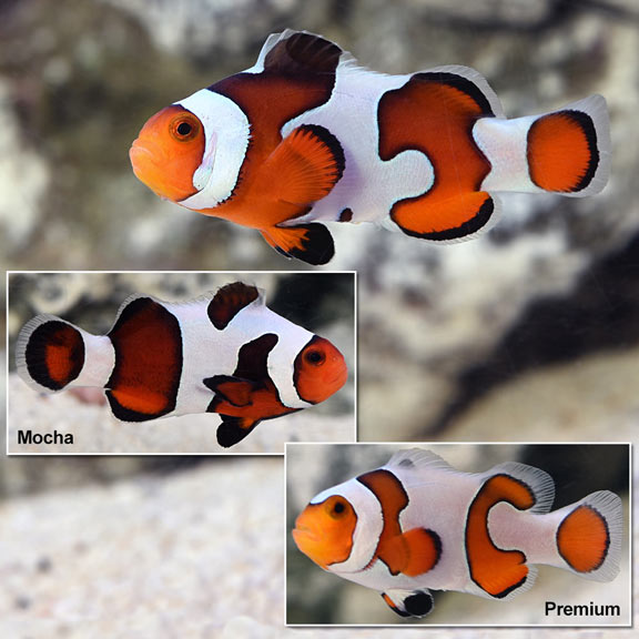 Proaquatix Captive-Bred Gladiator Clownfish