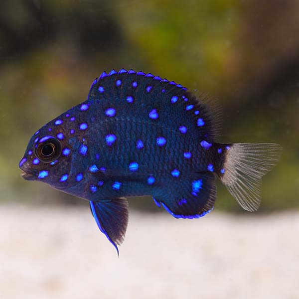 Jewel Damselfish