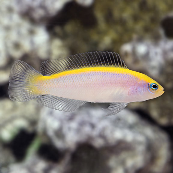 Blue Flavivertex Pseudochromis