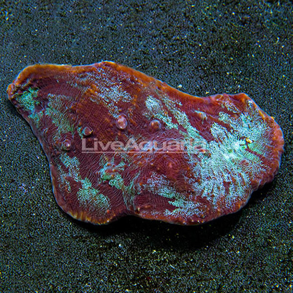 Chalice Coral