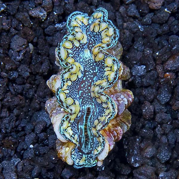 オーストラリア産　美麗タマムシ　31mm Hybrid Maxima Clam, Aquacultured – LiveAquaria