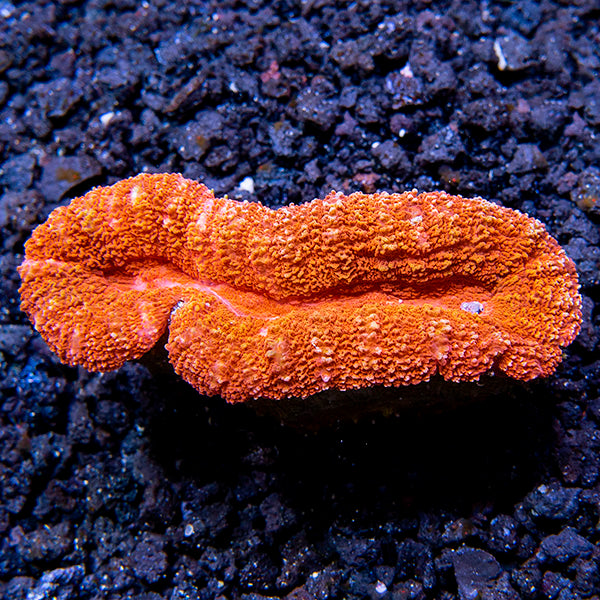 Open Brain Coral, Orange – LiveAquaria