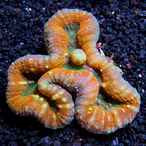 Open Brain Coral, Orange & Green – LiveAquaria