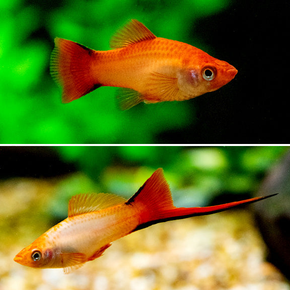 Solar Flare Twinbar Swordtail