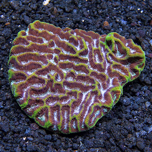 Brain Worm Platygyra Coral