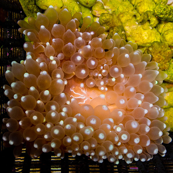 Ultra Bulb Tip Anemone