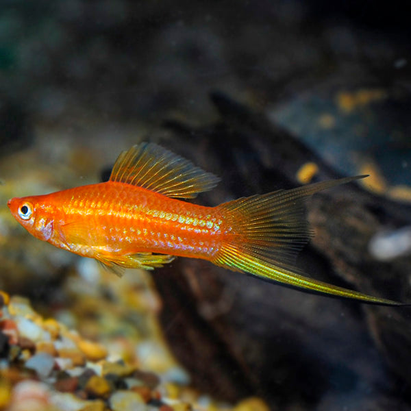 Golden Comet Swordtail