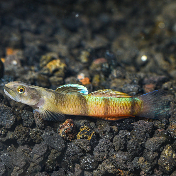 Flying Arrow Goby
