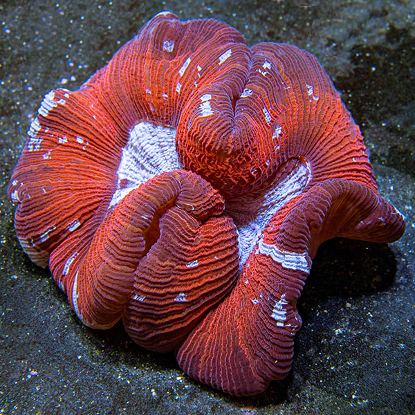 Wellso Folded Brain Coral, Red/Multicolor : Saltwater Aquarium