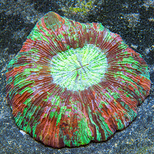 Wellso Folded Brain Coral, Rainbow