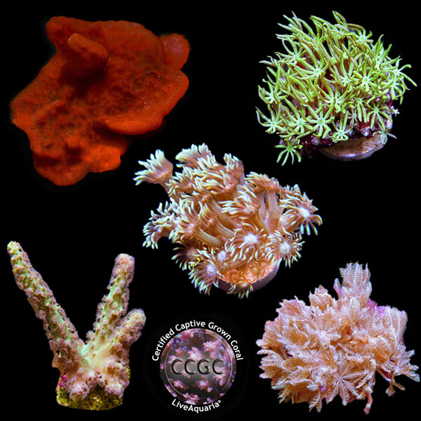 LiveAquaria® CCGC Aquacultured Coral Frag 5 Pack, Silver Edition