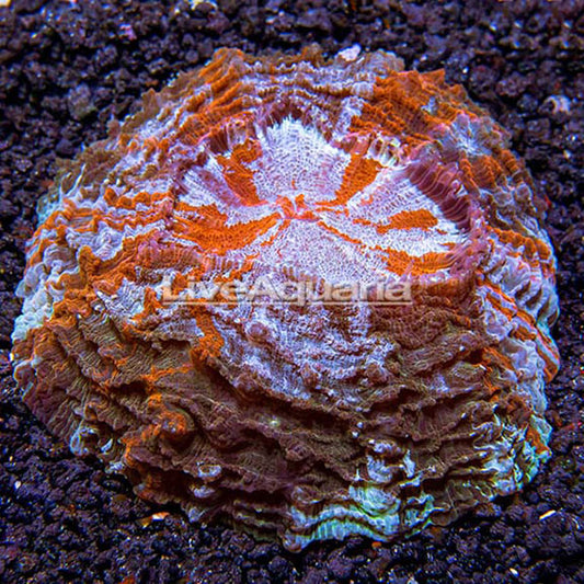 Meat Coral