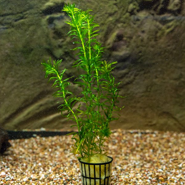 Anacharis: Aquatic Plants for your Freshwater Aquariums – LiveAquaria