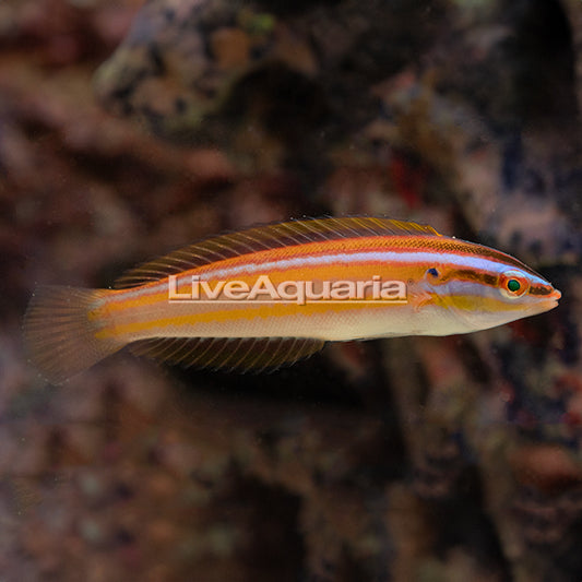 Rainbow Wrasse