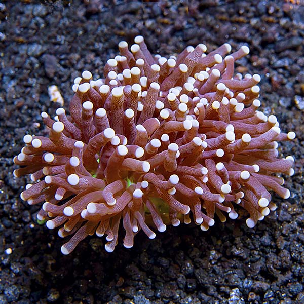 Torch Coral